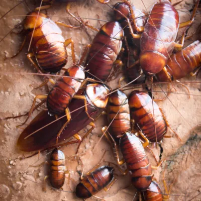 brown-banded cockroach