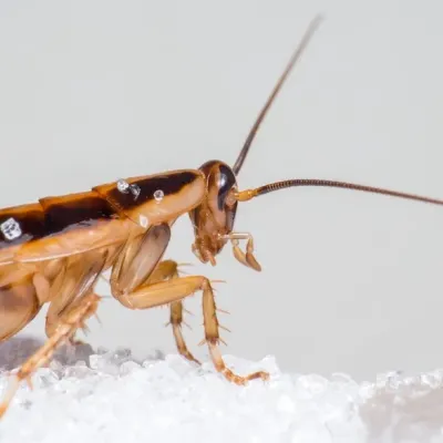 german cockroach profile, looking to the right