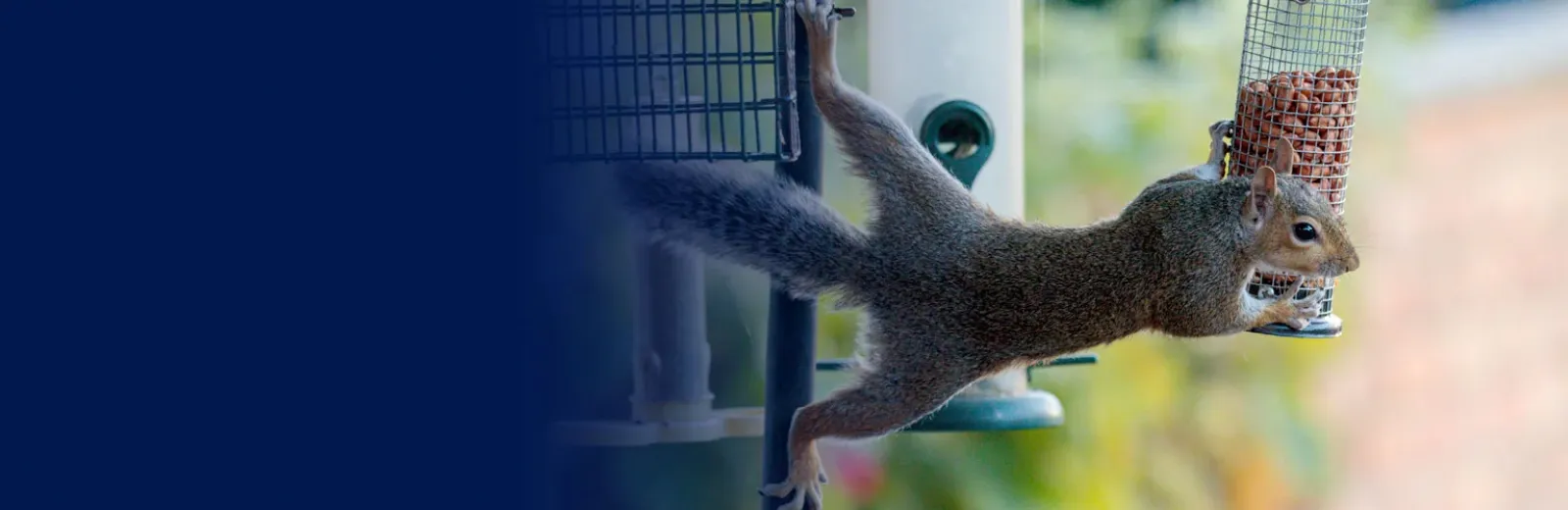 Squirrel hanging from bird feeder