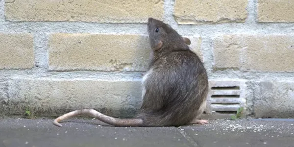 service image rat