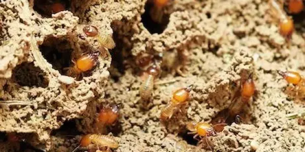 close up of termites eating through wood